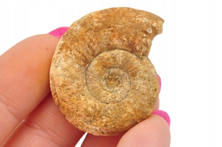 * AMONIT BOLĘCIN POLSKA CIEKAWA LOKALIZACJA IDEALNY DO KOLEKCJI NR 12 *