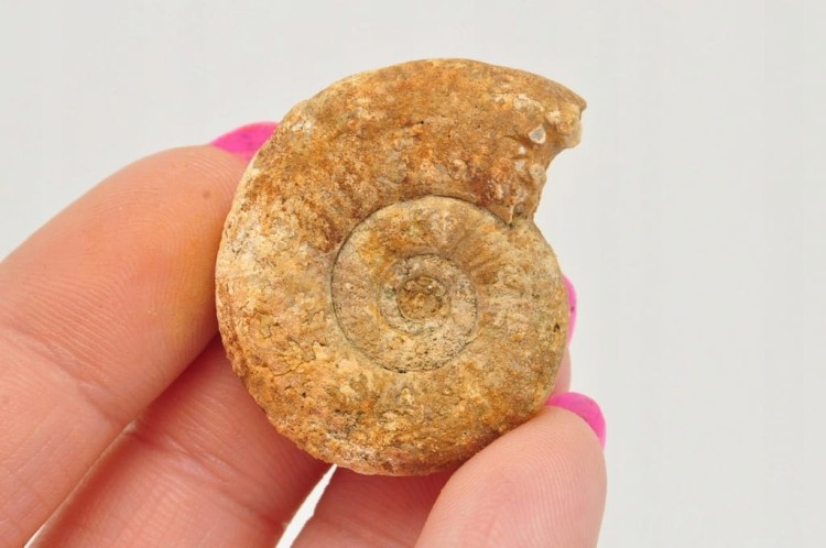 * AMONIT BOLĘCIN POLSKA CIEKAWA LOKALIZACJA IDEALNY DO KOLEKCJI NR 12 *