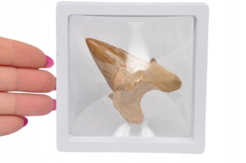 * ZĄB REKINA W RAMCE 3D DOBRA JAKOŚĆ NATURALNA SKAMIELINA NR 3 *