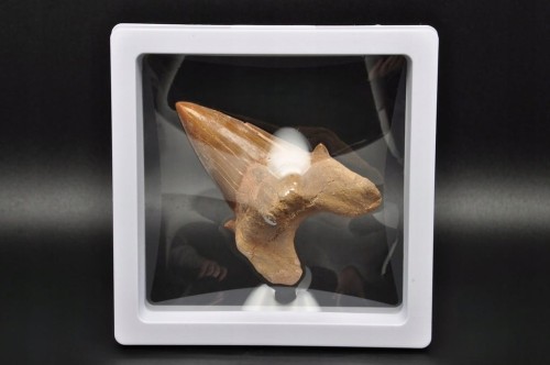 * ZĄB REKINA W RAMCE 3D DOBRA JAKOŚĆ NATURALNA SKAMIELINA NR 3 *