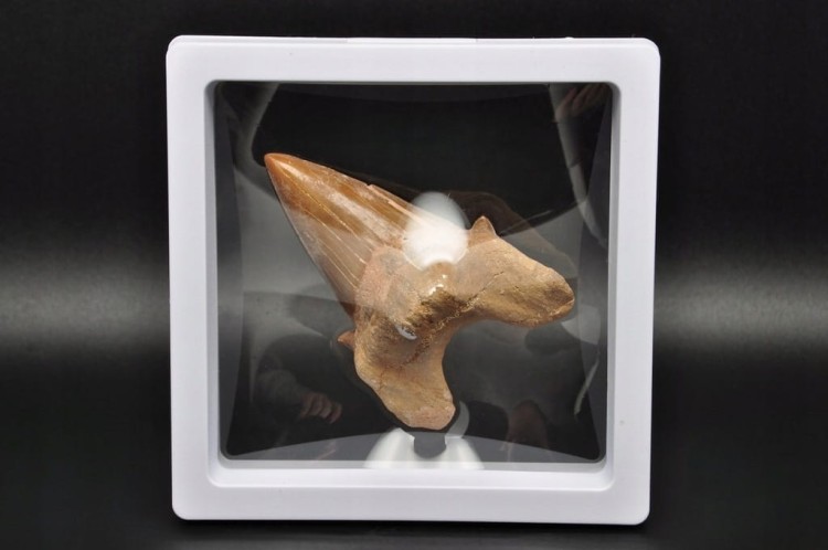 * ZĄB REKINA W RAMCE 3D DOBRA JAKOŚĆ NATURALNA SKAMIELINA NR 3 *