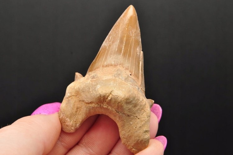 * ZĄB REKINA W RAMCE 3D DOBRA JAKOŚĆ NATURALNA SKAMIELINA NR 3 *