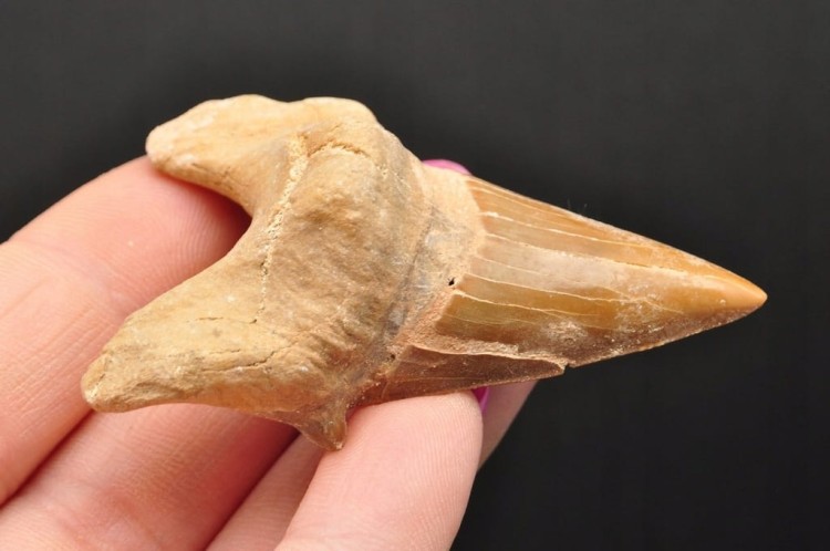 * ZĄB REKINA W RAMCE 3D DOBRA JAKOŚĆ NATURALNA SKAMIELINA NR 3 *