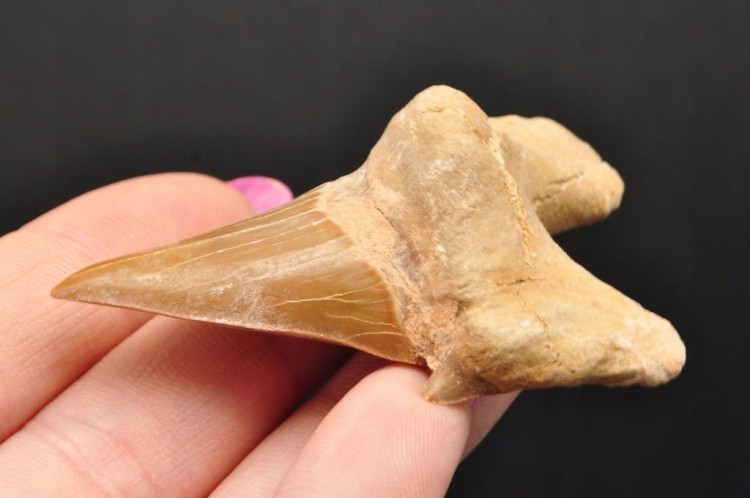 * ZĄB REKINA W RAMCE 3D DOBRA JAKOŚĆ NATURALNA SKAMIELINA NR 3 *