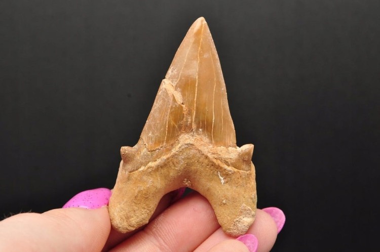 * ZĄB REKINA W RAMCE 3D DOBRA JAKOŚĆ NATURALNA SKAMIELINA NR 3 *