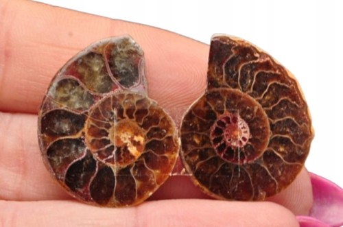 * AMONIT MADAGASKAR KOMPLET ZJAWISKOWA NATURALNA BARWA NR 10 *