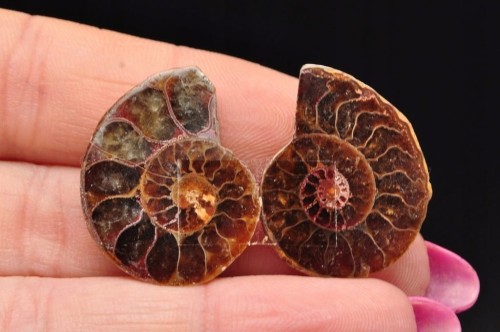 * AMONIT MADAGASKAR KOMPLET ZJAWISKOWA NATURALNA BARWA NR 10 *