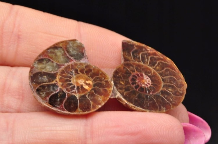 * AMONIT MADAGASKAR KOMPLET ZJAWISKOWA NATURALNA BARWA NR 10 *