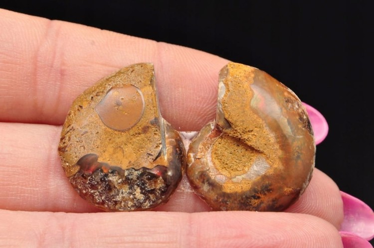 * AMONIT MADAGASKAR KOMPLET ZJAWISKOWA NATURALNA BARWA NR 10 *