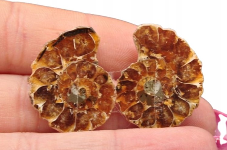 * AMONIT MADAGASKAR KOMPLET BARDZO CIEKAWY WZÓR SKAMIENIAŁOŚĆ NR 4 *