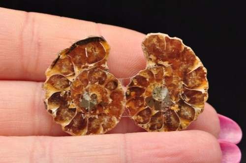 * AMONIT MADAGASKAR KOMPLET BARDZO CIEKAWY WZÓR SKAMIENIAŁOŚĆ NR 4 *