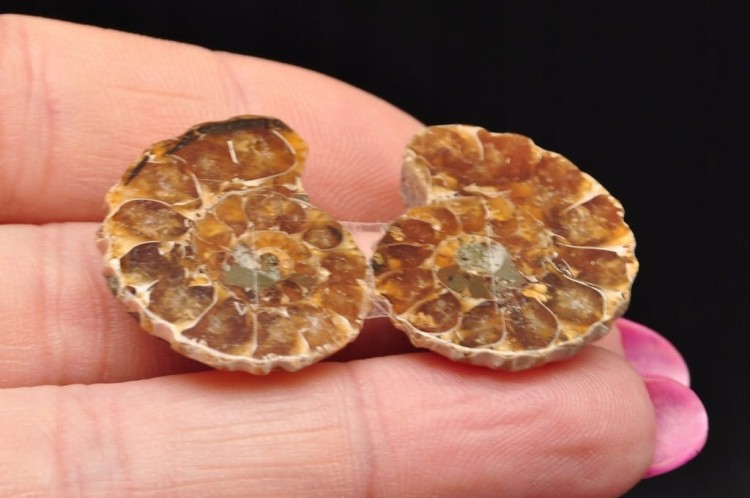 * AMONIT MADAGASKAR KOMPLET BARDZO CIEKAWY WZÓR SKAMIENIAŁOŚĆ NR 4 *