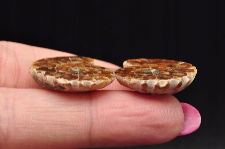 * AMONIT MADAGASKAR KOMPLET BARDZO CIEKAWY WZÓR SKAMIENIAŁOŚĆ NR 4 *