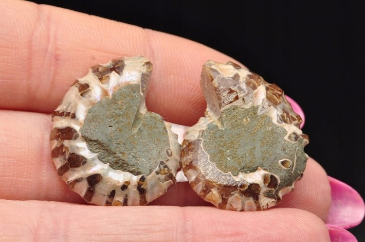 * AMONIT MADAGASKAR KOMPLET BARDZO CIEKAWY WZÓR SKAMIENIAŁOŚĆ NR 4 *