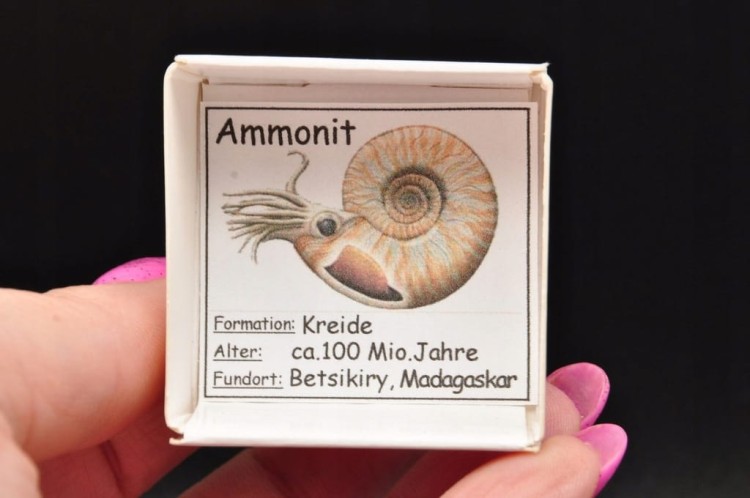 * AMONIT MADAGASKAR KOMPLET BARDZO CIEKAWY WZÓR SKAMIENIAŁOŚĆ NR 4 *