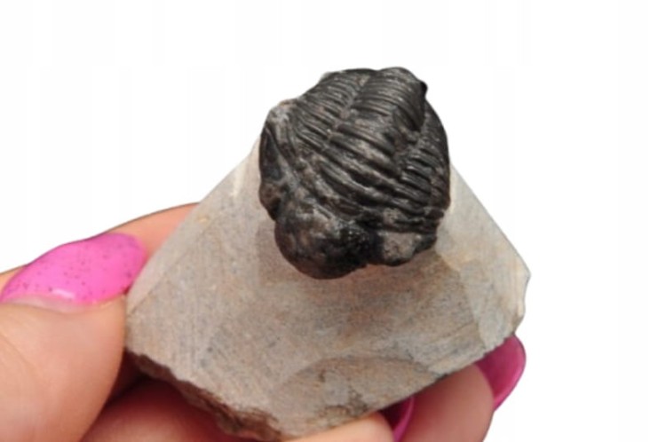 * TRYLOBIT PHACOPS W SKALE MAROKO PRAWDZIWY TRYLOBIT CZARNA BARWA NR 6 *