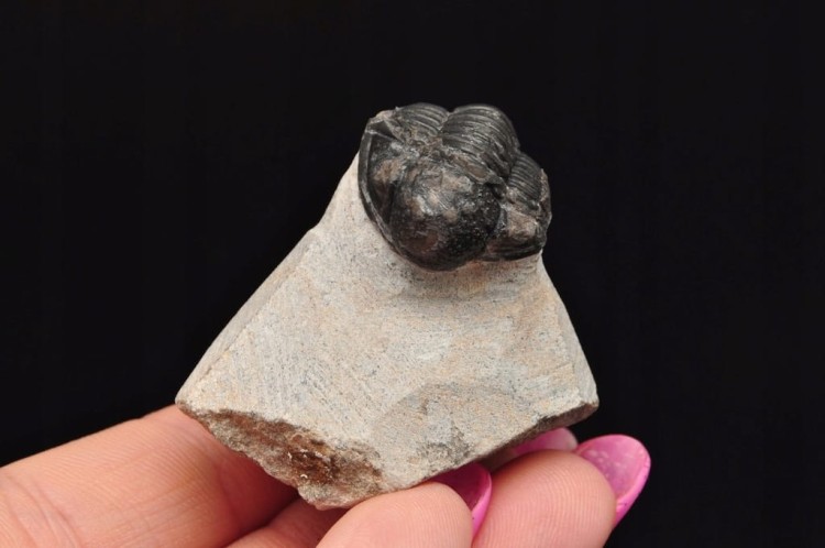 * TRYLOBIT PHACOPS W SKALE MAROKO PRAWDZIWY TRYLOBIT CZARNA BARWA NR 6 *