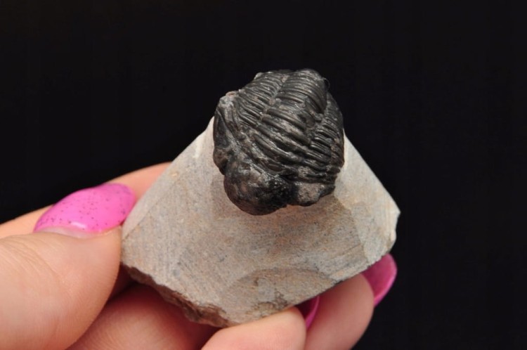 * TRYLOBIT PHACOPS W SKALE MAROKO PRAWDZIWY TRYLOBIT CZARNA BARWA NR 6 *