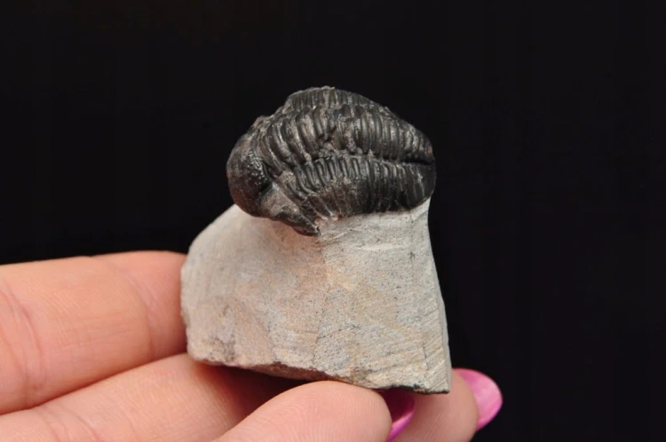 * TRYLOBIT PHACOPS W SKALE MAROKO PRAWDZIWY TRYLOBIT CZARNA BARWA NR 6 *