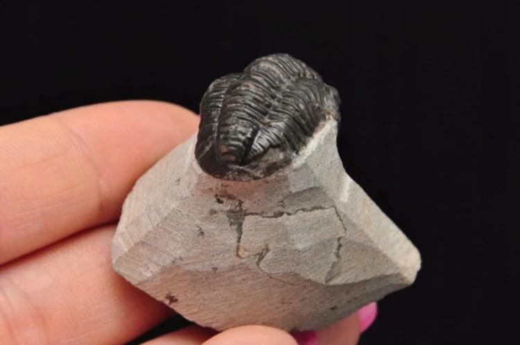 * TRYLOBIT PHACOPS W SKALE MAROKO PRAWDZIWY TRYLOBIT CZARNA BARWA NR 6 *