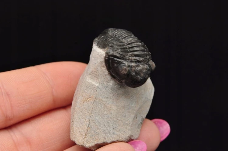 * TRYLOBIT PHACOPS W SKALE MAROKO PRAWDZIWY TRYLOBIT CZARNA BARWA NR 6 *