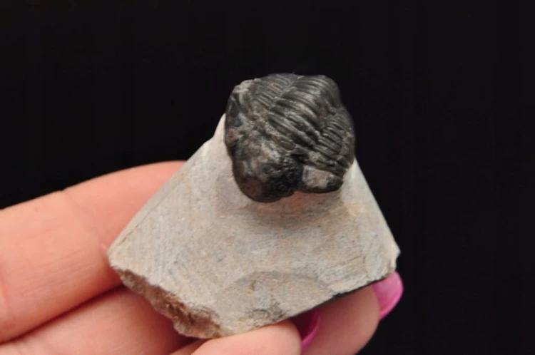 * TRYLOBIT PHACOPS W SKALE MAROKO PRAWDZIWY TRYLOBIT CZARNA BARWA NR 6 *