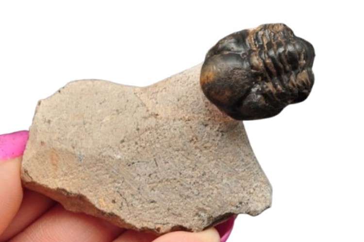 * TRYLOBIT PHACOPS W SKALE MAROKO SKAMIELINA DOBRZE ZACHOWANY OKAZ NR 2 *