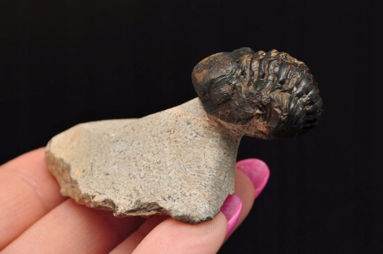 * TRYLOBIT PHACOPS W SKALE MAROKO SKAMIELINA DOBRZE ZACHOWANY OKAZ NR 2 *