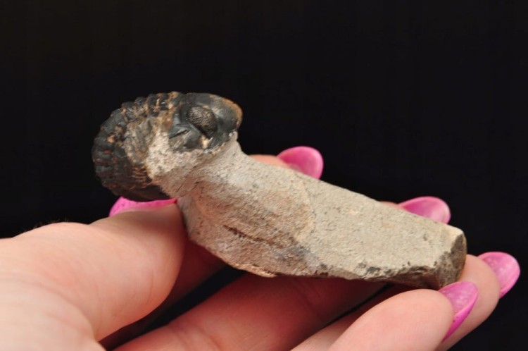 * TRYLOBIT PHACOPS W SKALE MAROKO SKAMIELINA DOBRZE ZACHOWANY OKAZ NR 2 *