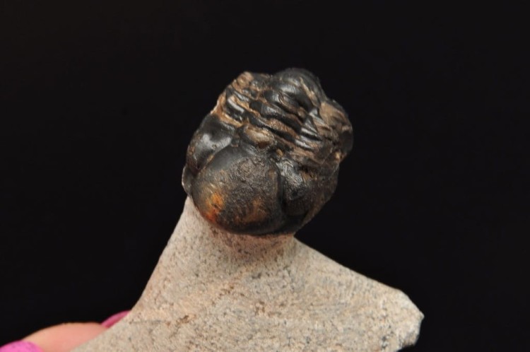 * TRYLOBIT PHACOPS W SKALE MAROKO SKAMIELINA DOBRZE ZACHOWANY OKAZ NR 2 *