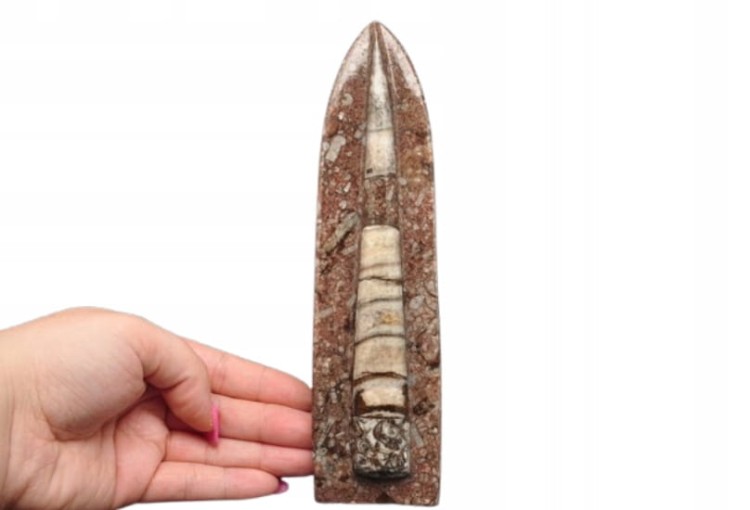 * ORTHOCERAS W SKALE CIEKAWA SKAMIENIAŁOŚĆ DOSKONAŁA DO KOLEKCJI NR 2 *