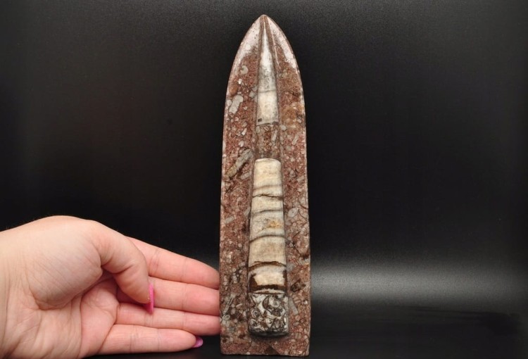 * ORTHOCERAS W SKALE CIEKAWA SKAMIENIAŁOŚĆ DOSKONAŁA DO KOLEKCJI NR 2 *