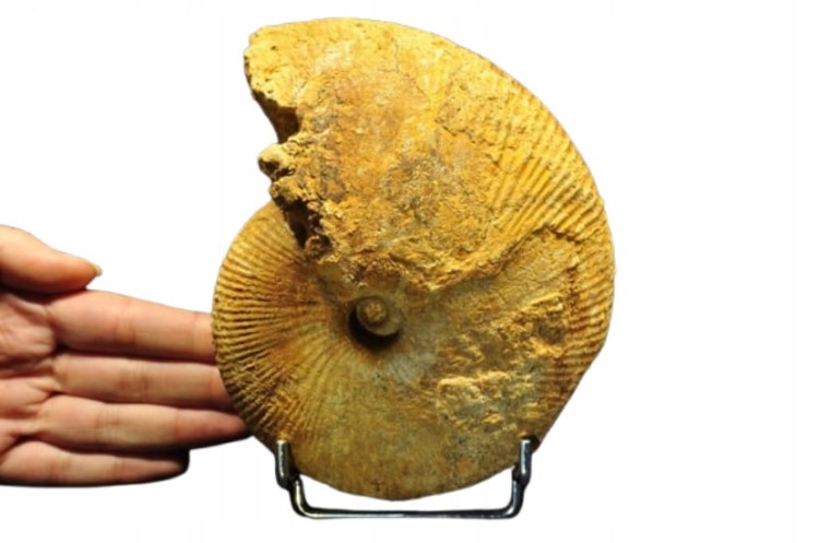 * AMONIT BOLĘCIN POLSKA SUPER LOKALIZACJA BARDZO DOBRZE ZACHOWANY OKAZ 3 *