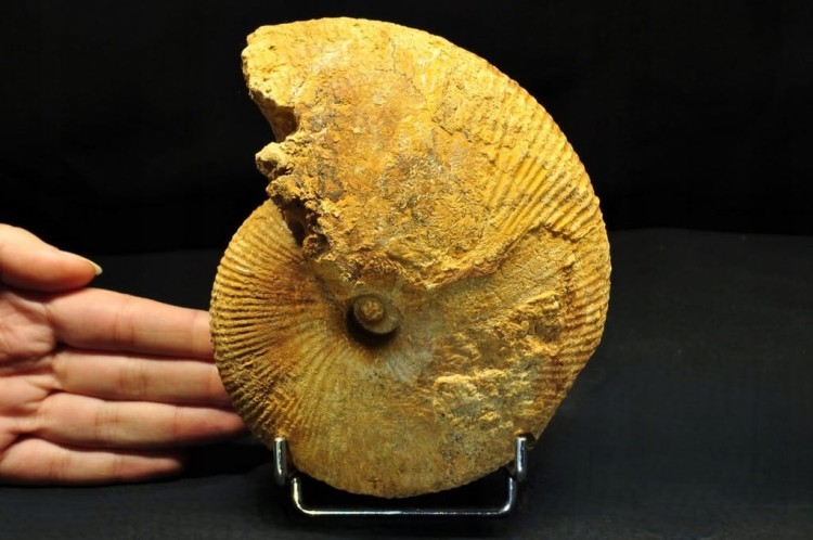 * AMONIT BOLĘCIN POLSKA SUPER LOKALIZACJA BARDZO DOBRZE ZACHOWANY OKAZ 3 *