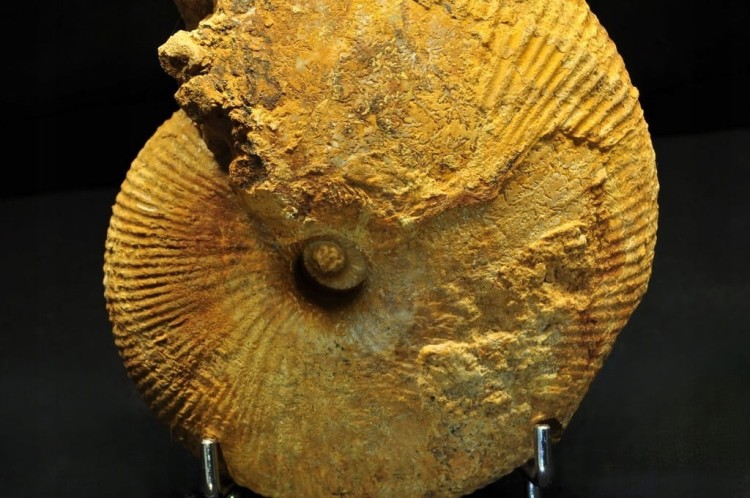 * AMONIT BOLĘCIN POLSKA SUPER LOKALIZACJA BARDZO DOBRZE ZACHOWANY OKAZ 3 *