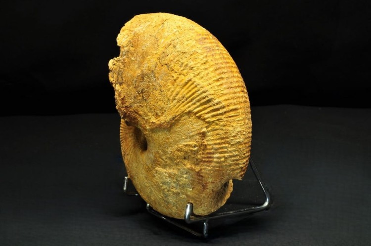 * AMONIT BOLĘCIN POLSKA SUPER LOKALIZACJA BARDZO DOBRZE ZACHOWANY OKAZ 3 *