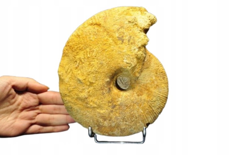 * AMONIT BOLĘCIN POLSKA INTERESUJĄCA LOKALIZACJA DUŻY OKAZ NR 1 *