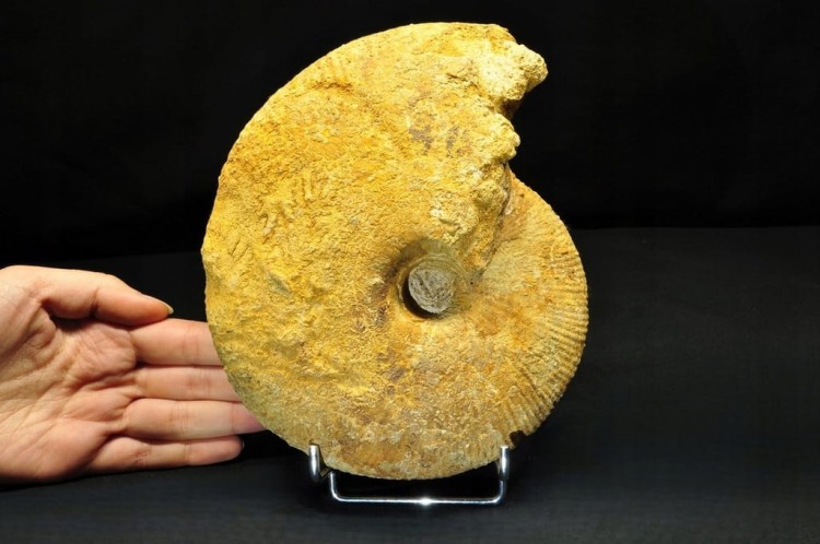 * AMONIT BOLĘCIN POLSKA INTERESUJĄCA LOKALIZACJA DUŻY OKAZ NR 1 *