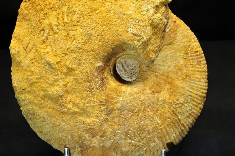 * AMONIT BOLĘCIN POLSKA INTERESUJĄCA LOKALIZACJA DUŻY OKAZ NR 1 *