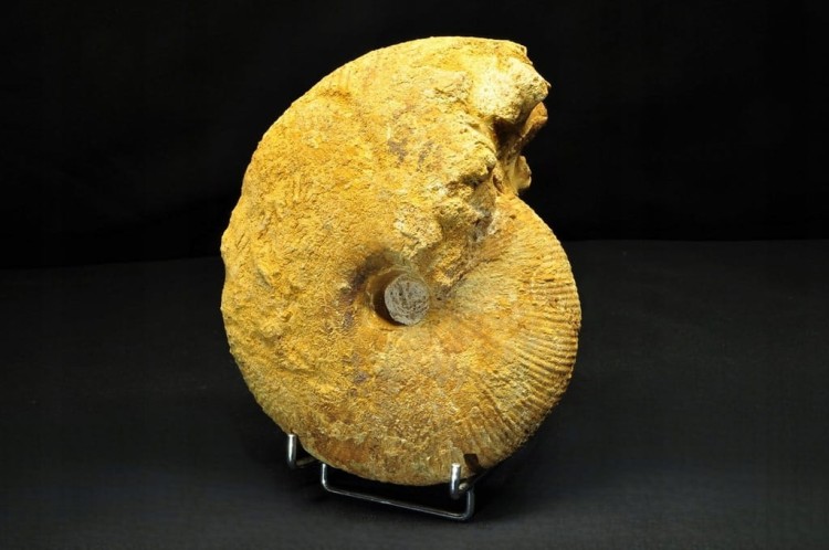 * AMONIT BOLĘCIN POLSKA INTERESUJĄCA LOKALIZACJA DUŻY OKAZ NR 1 *