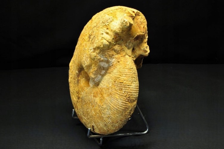 * AMONIT BOLĘCIN POLSKA INTERESUJĄCA LOKALIZACJA DUŻY OKAZ NR 1 *