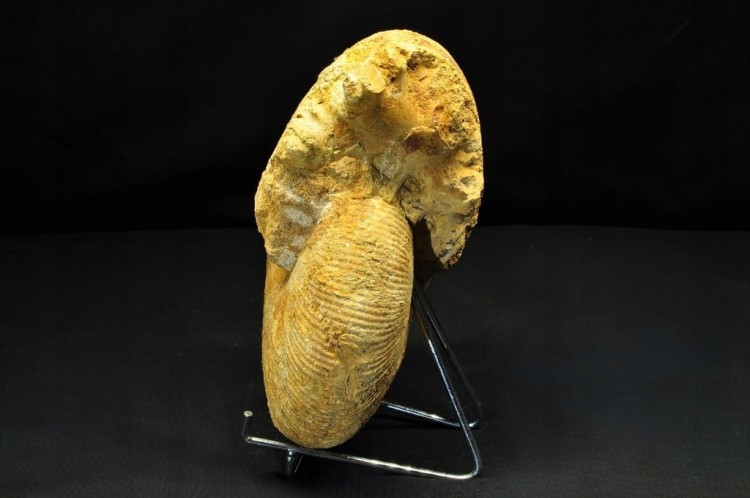 * AMONIT BOLĘCIN POLSKA INTERESUJĄCA LOKALIZACJA DUŻY OKAZ NR 1 *