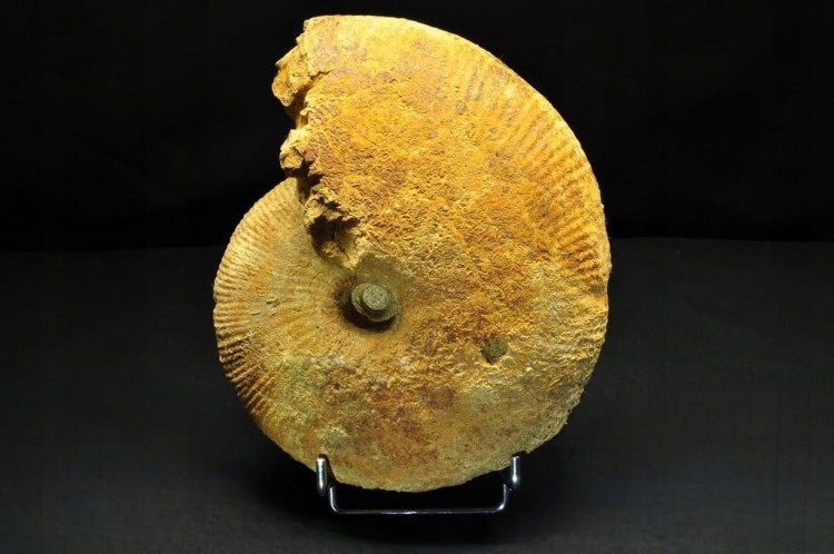 * AMONIT BOLĘCIN POLSKA INTERESUJĄCA LOKALIZACJA DUŻY OKAZ NR 1 *