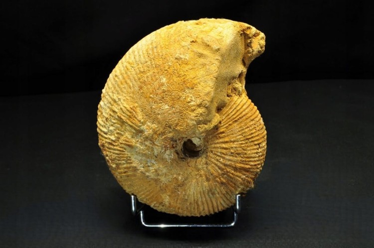 * AMONIT BOLĘCIN POLSKA INTERESUJĄCA LOKALIZACJA DUŻY OKAZ NR 1 *