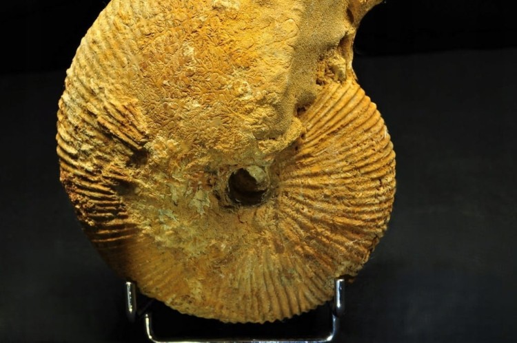 * AMONIT BOLĘCIN POLSKA INTERESUJĄCA LOKALIZACJA DUŻY OKAZ NR 1 *