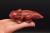 * JASPIS CZERWONY PIĘKNA FIGURKA AKSOLOTL AMBYSTOMA MEKSYKAŃSKA NR 7 *