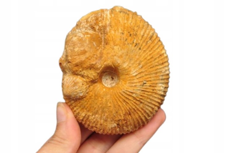 * AMONIT MACROCEPHALITES POLSKA WYJĄTKOWA SKAMIENIAŁOŚĆ Z MUSZELKĄ NR 3 *