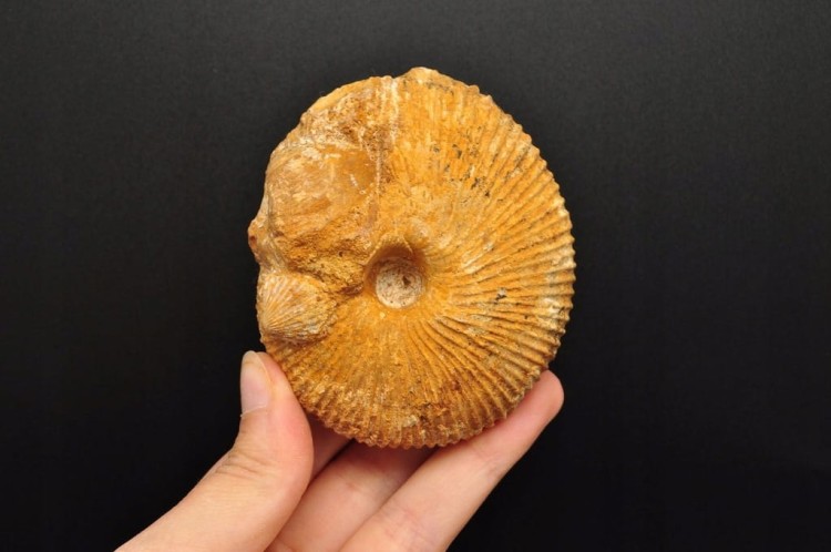 * AMONIT MACROCEPHALITES POLSKA WYJĄTKOWA SKAMIENIAŁOŚĆ Z MUSZELKĄ NR 3 *