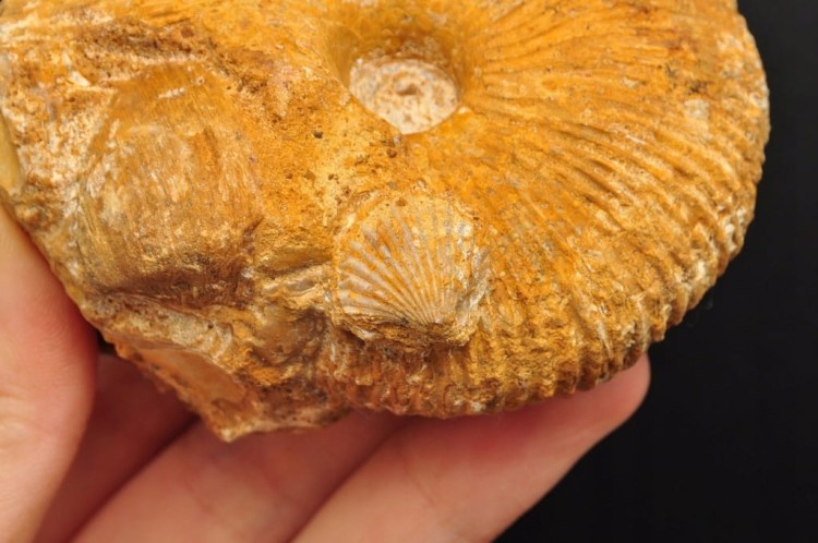 * AMONIT MACROCEPHALITES POLSKA WYJĄTKOWA SKAMIENIAŁOŚĆ Z MUSZELKĄ NR 3 *