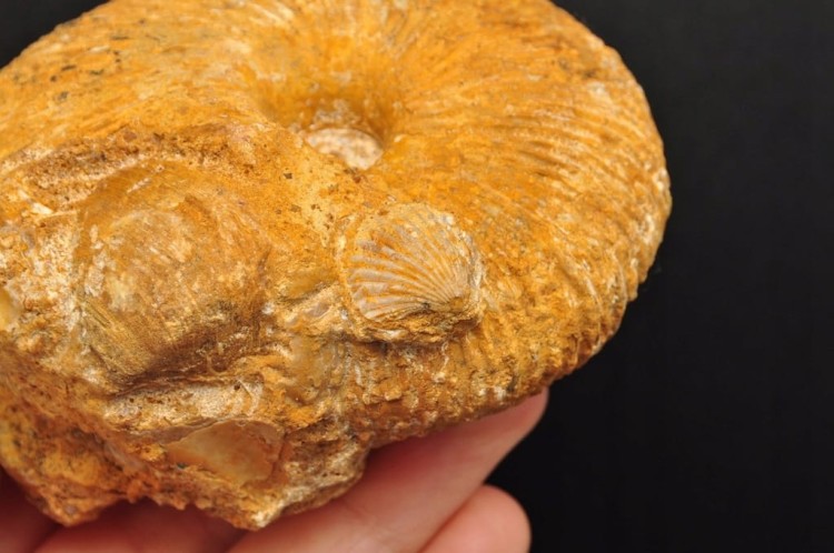 * AMONIT MACROCEPHALITES POLSKA WYJĄTKOWA SKAMIENIAŁOŚĆ Z MUSZELKĄ NR 3 *